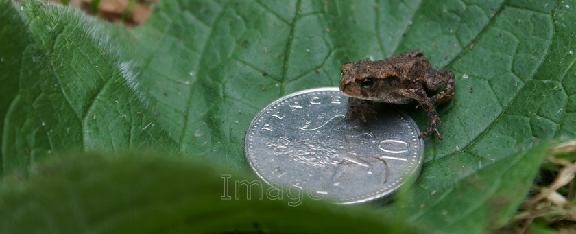 smallchange 
 Smallchange 
 Keywords: frog rans temporaria tiny green leaf 10p coin
