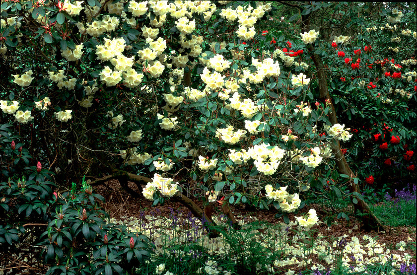 pick&mixwb 
 Pick & Mix 
 Keywords: rhododendrons bluebells hyacinthoides non scripta