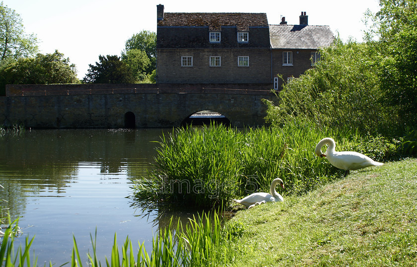 archview 
 Archview 
 Keywords: cob pen swans cygnus olor cygnets grass bank mill pond bridge grantchester cambs uk