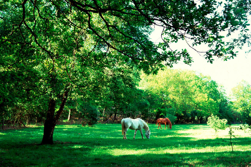 horses 
 Tranquility 
 Keywords: horses equus caballus field trees spring bedfordshire uk