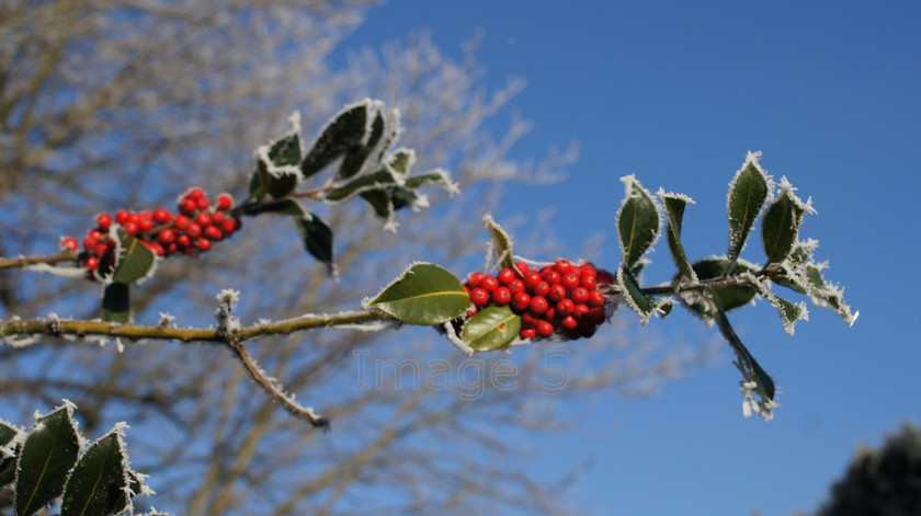 berryrimeblue1 
 Berryrimeblue 
 Keywords: holly berries ilex blue sky ampthill beds uk
