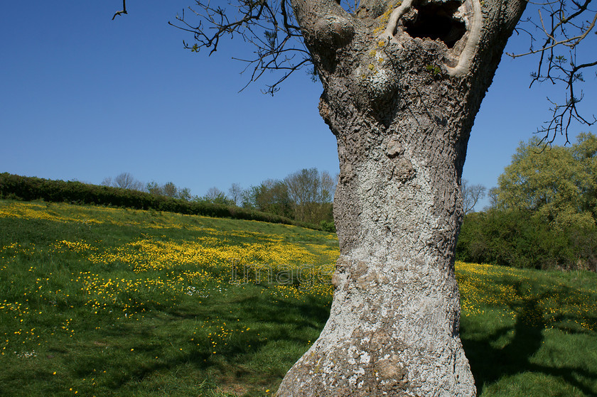 lichentree2 
 Lichentree2 
 Keywords: buttercups lichen tree grass bank pavenham beds uk