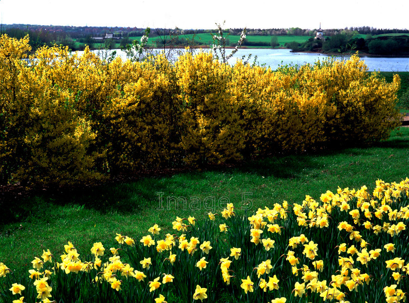 doubleyellowwillen 
 Scenescapes 
 Keywords: daffodills narcissus forsythia oleaceae willen lake milton keynes bucks uk