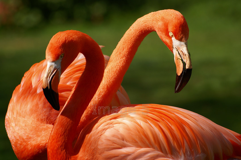 2hooks 
 2 Hooks 
 Keywords: flamingos phoenicopterus ruber green background coton manor garden northamptonshire uk