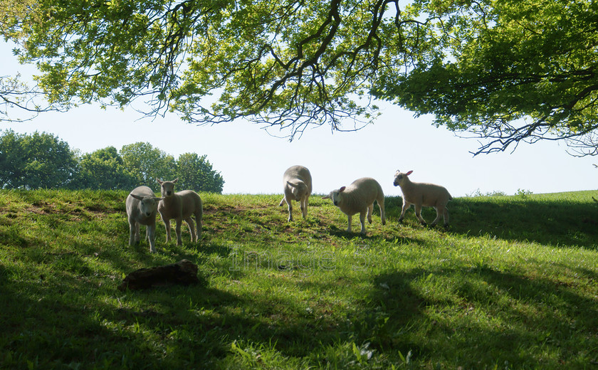 highjinx 
 Highjinks 
 Keywords: sheep lambs ovis oak tree quercus robur calverton buckinghamshire uk