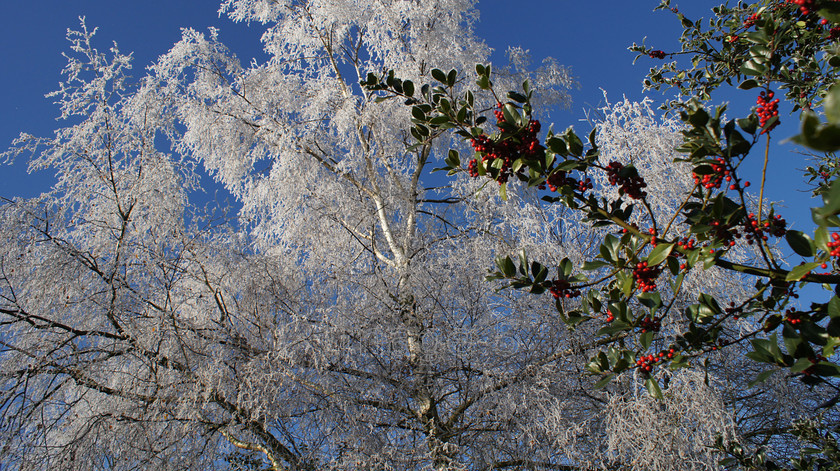 rimeberryred 
 Rimeberryred 
 Keywords: rime ice silverbirch tree holly ilex berriesblue sky ampthill uk
