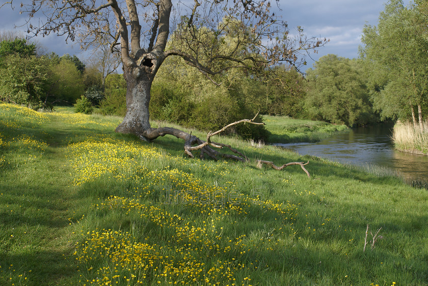 treeriver 
 Treeriver 
 Keywords: buttercups grass bank river tree pavenham beds uk