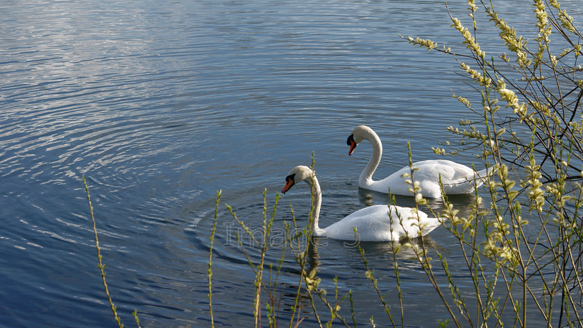 duo 
 Duo 
 Keywords: swans lake water ripple blue catkins harold park beds