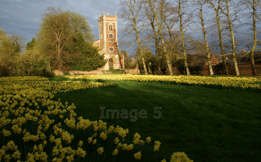 daffswillen1 
 Daffswillen 
 Keywords: daffodils narcissus willen robert hooke church mk bucks uk