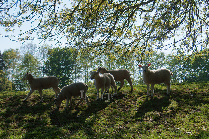 moving 
 Moving 
 Keywords: sheep lambs ovis oak tree quercus robur calverton buckinghamshire uk