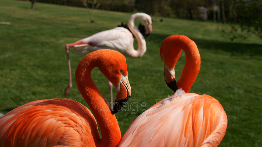 trio 
 Trio 
 Keywords: flamingos phoenicopterus ruber green grass northamptonshire uk
