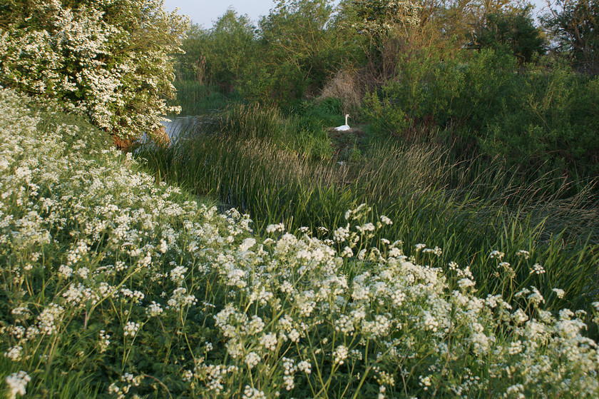 whitereeds2 
 Whitereeds 
 Keywords: swan cygnus olor nest cowparsley may blossom river sherington bucks uk