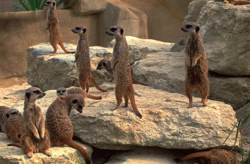 lookoutlads 
 Lookoutlads 
 Keywords: meerkats suricata suricatta rocks glos uk
