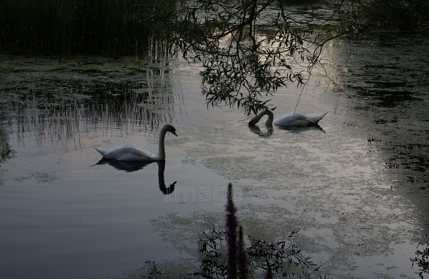 tranquil 
 Tranquil 
 Keywords: cob & pen swans cygnus olor reflection ripples water willow reeds felmersham beds uk