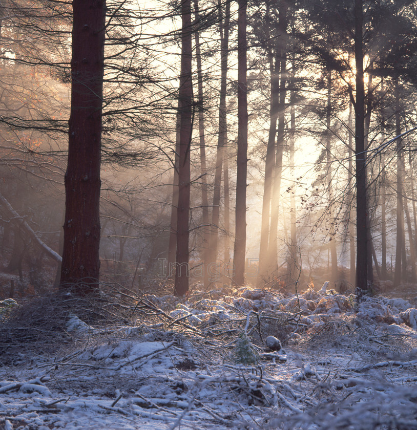 winterlight 
 Winter Light 
 Keywords: winter light rays pines pinus bedfordshire uk
