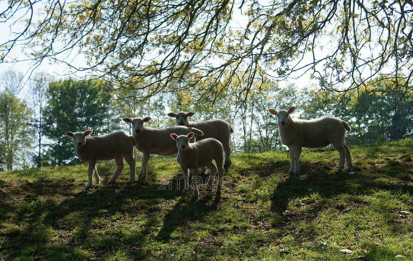 faces 
 Faces 
 Keywords: sheep lambs ovis oak tree quercus robur calverton buckinghamshire uk