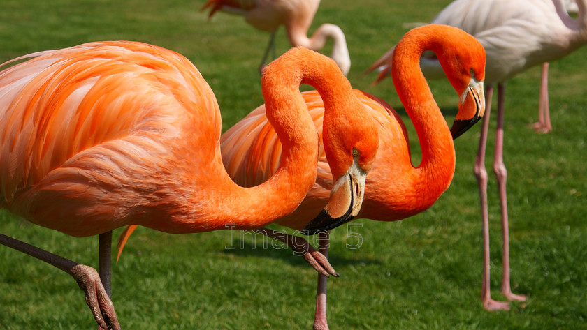 ss 
 Ss 
 Keywords: flamingos phoenicopterus ruber green grass northamptonshire uk