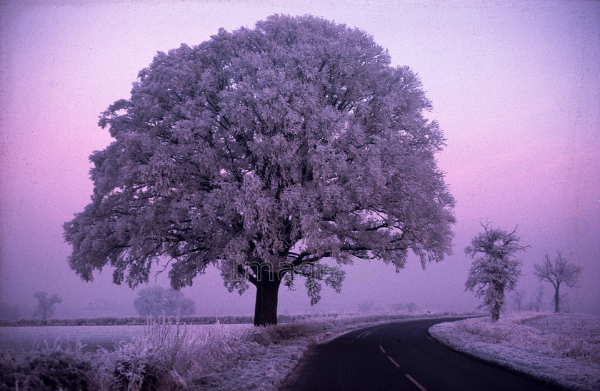 rimeicetree 
 Rimeicetree 
 Keywords: rime ice tree wych elm ulmas glabra hedges pink road bedfordshire uk
