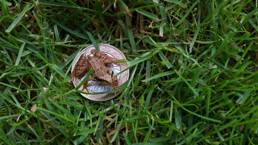tinyfroggc 
 Tinyfroggc 
 Keywords: frog grass 2 pound coin