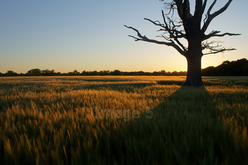 deltagold 
 Deltagold 
 Keywords: sunlight over barley field tree shadow