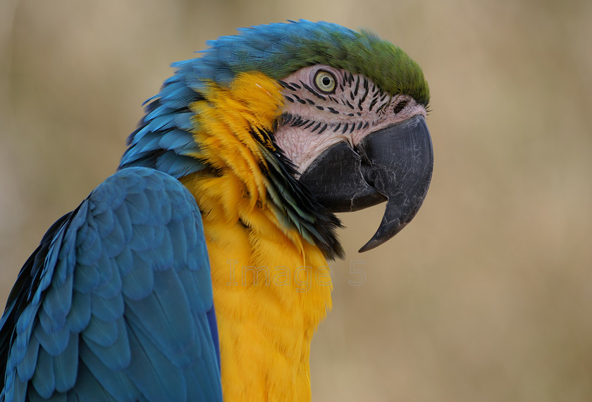 macawprofile 
 Macawprofile 
 Keywords: macaw profile ara ararauna blue yellow