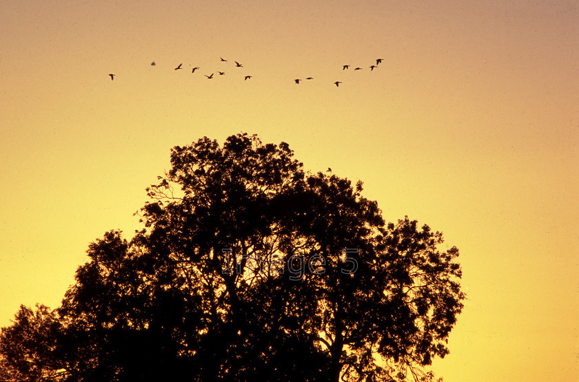 glowtree 
 Glowtree 
 Keywords: golden sky tree back-lit bird group flying above tree newport pagnell bucks uk