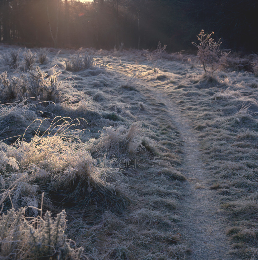 pathinfrostyfield 
 Path in Frosty Field 
 Keywords: frost grass path winter sunlight bedfordshire uk