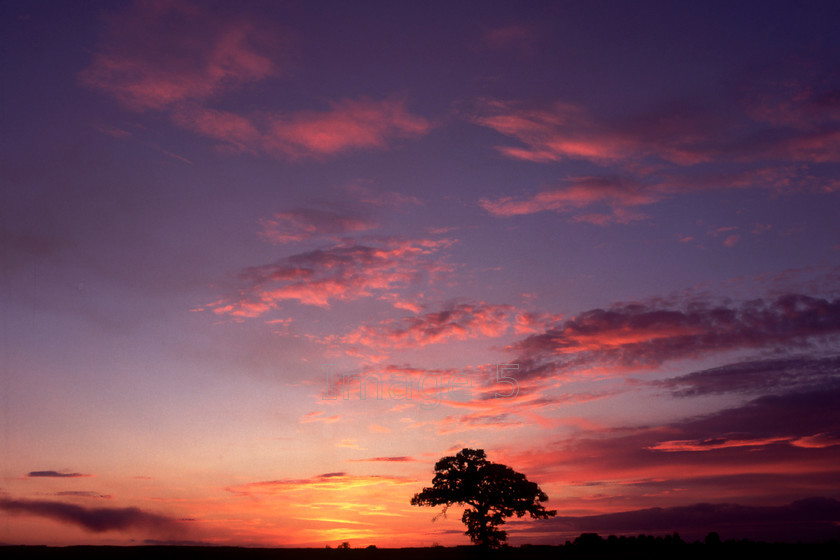 sky&treemk 
 Sky & Tree 
 Keywords: blue sky tree oak quercus robur pink clouds sunset milton keynes bucks uk