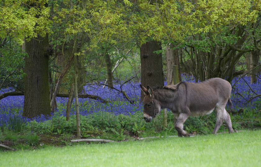 donkeyblue 
 Donkeyblue 
 Keywords: donkey bluebells hyacinthoides non scripta woodland oaks quercus robur trees beds uk