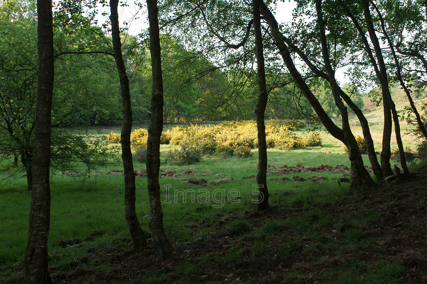 gorseframe2 
 Gorseframe2 
 Keywords: gorse yellow green pasture woodland bucks uk