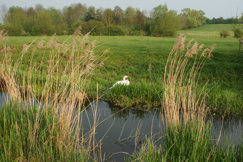 centrewhite 
 Centrewhite 
 Keywords: swan cygnus olor reeds river nether winchendon uk