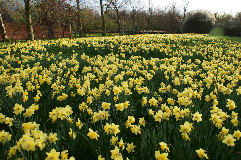 yellowlake 
 Yellowlake 
 Keywords: daffodils narcissus willen mk bucks uk
