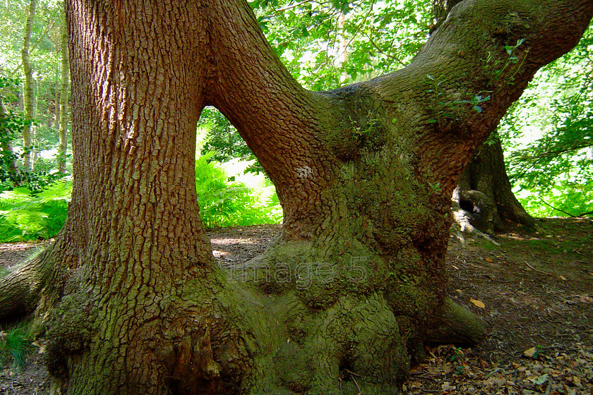 oakdew 
 Oakdew 
 Keywords: oak quercus robur bark leaves bracken pteridium aquilinum woodland bedfordshire uk