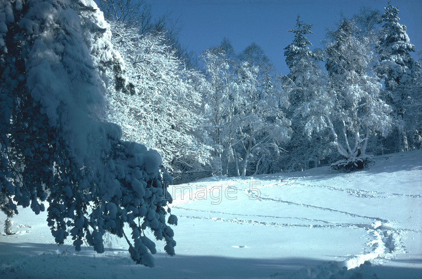 snowsandpit 
 Snowsandpit 
 Keywords: deep snow heavly laden trees sandpit blue sky pine pinus birch betula tracks aspley heath uk