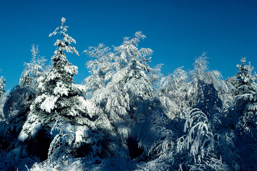 snowpinesblue 
 Snowpinesblue 
 Keywords: snow pines pinus larch larix decidua blue sky bedfordshire uk