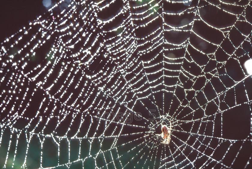 webspider 
 Webspider 
 Keywords: web spider dew droplets black background bedfordshire uk