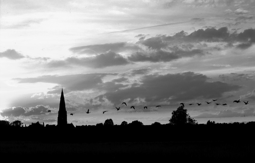 geesesset BW 
 Geesesset 
 Keywords: olney church steeple geese in flight sunset orange clouds olney bucks uk
