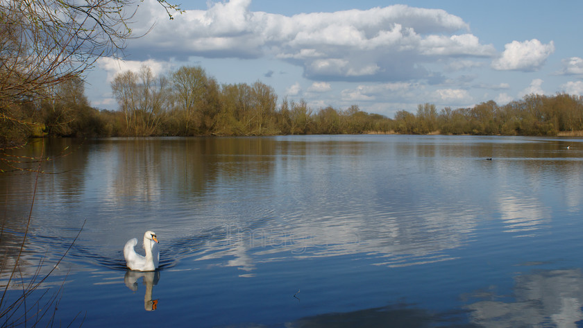 blueripple 
 Blueripple 
 Keywords: single swan lake water ripple blue clouds harold park beds