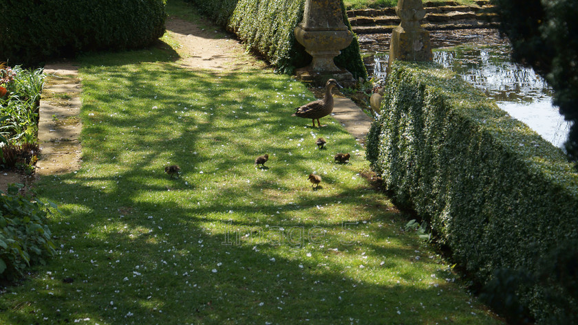 mum&kids 
 Mum & Kids 
 Keywords: ducks ducklings hedge