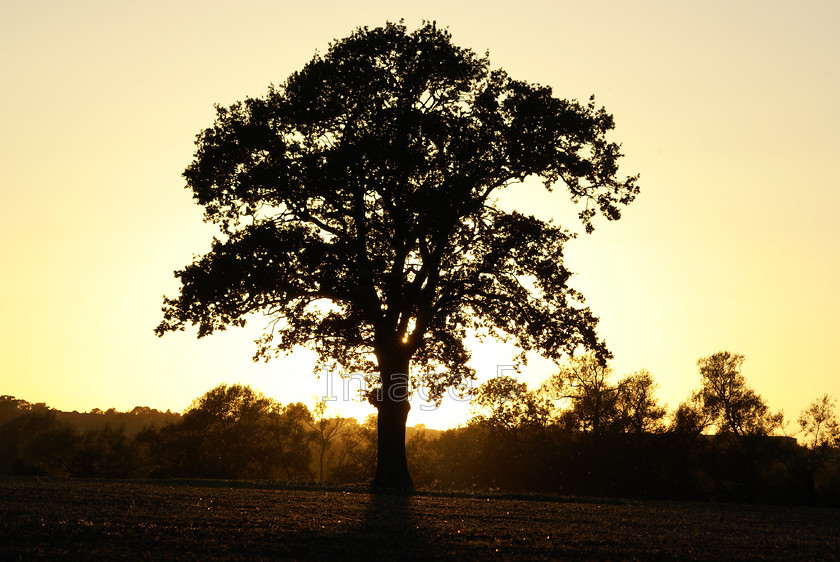 oakglow 
 Oakglow 
 Keywords: tree oak quercus robur olney bucks uk