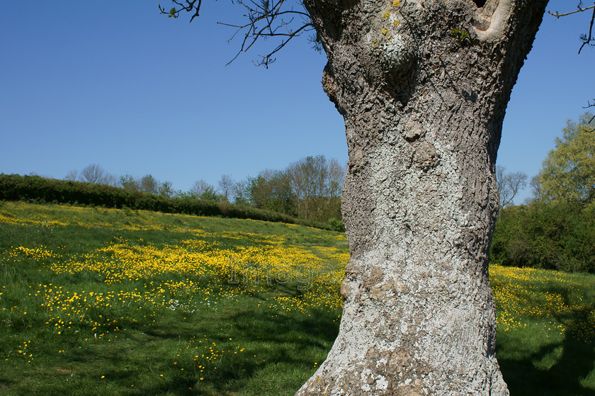 lichentree 
 Lichentree 
 Keywords: buttercups grass bank tree lichen pavenham beds uk