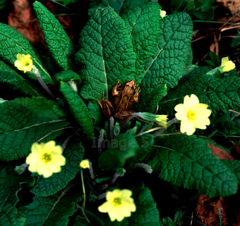 frogonprimrose 
 Frog on primrose primula bedfordshire uk 
 Keywords: frog rans temporaria primrose leaves flowers