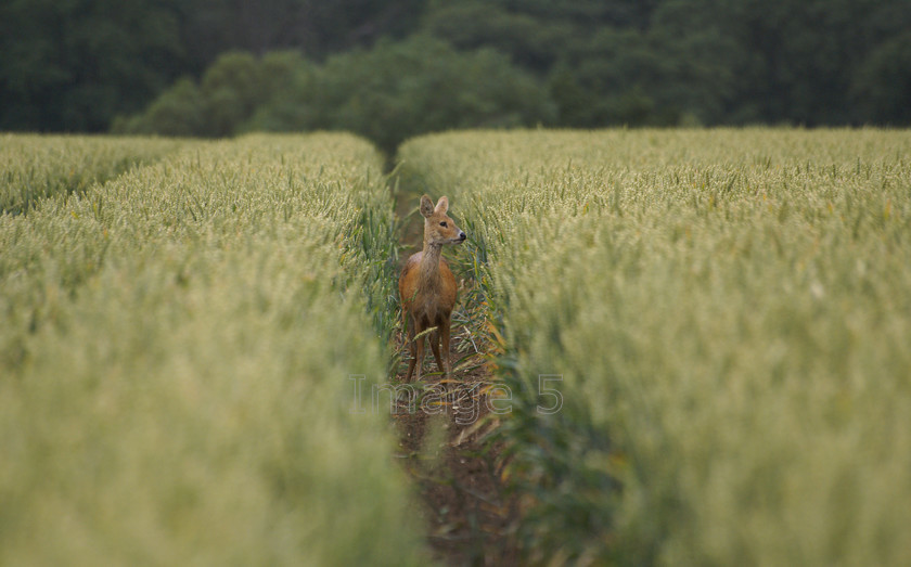 roewheatright 
 Roewheatright 
 Keywords: roe deer capreolus capreolus wheat field woburn uk