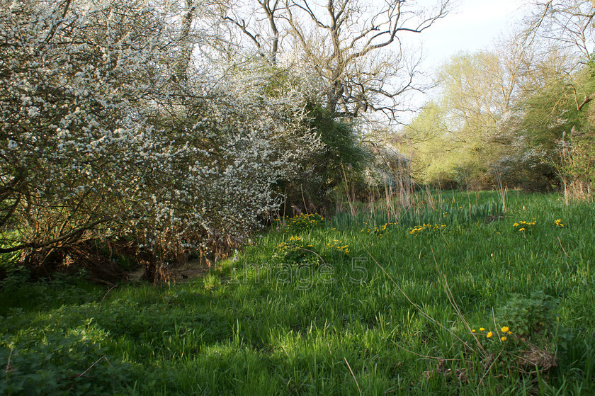 marshgreen 
 Marshgreen 
 Keywords: marsh scene white blossom green grass olney bucks uk