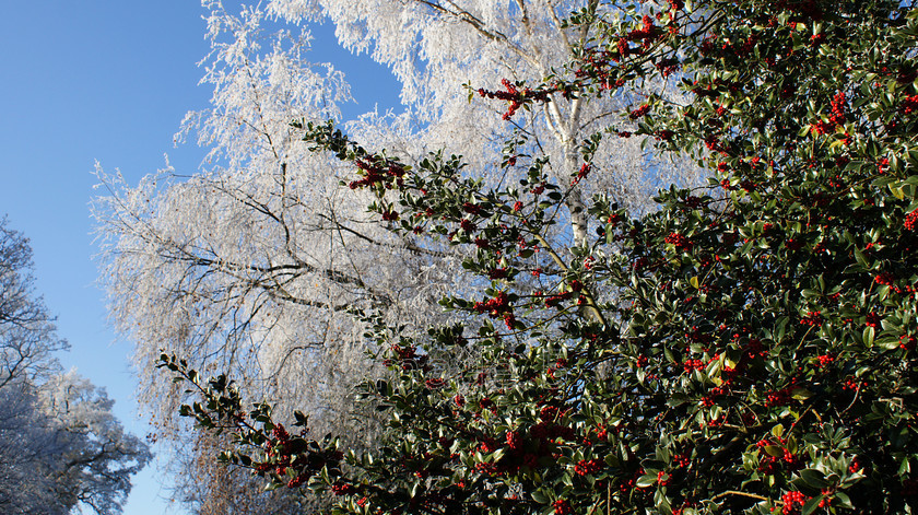 rwb 
 Rwb 
 Keywords: rime ice silverbirch trees holly ilex berriesblue sky ampthill uk