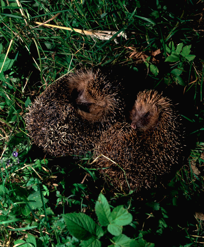 hedgehogs 
 Hedgehogs 
 Keywords: hedgehogs erinaceus europaeus two grass leaves nightime bedfordshire uk