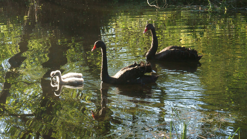 procession 
 Procession 
 Keywords: Black Swans Cygnus atratus cygnets Lake